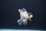 Baby Thai Oranda  Panda 3 Inch (ID#1029ToPTA-40) Free2Day SHIPPING