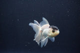 Baby Thai Oranda  Panda 3 Inch (ID#1029ToPTA-40) Free2Day SHIPPING