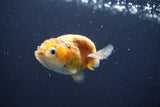 Baby Ranchu  Calico 2.5 Inch (ID#816R13c-73) Free2Day SHIPPING