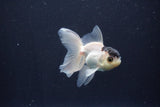 Baby Thai Oranda  Panda 3 Inch (ID#1029ToPTA-40) Free2Day SHIPPING