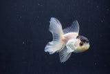 Baby Thai Oranda  Panda 3 Inch (ID#1029ToPTA-40) Free2Day SHIPPING