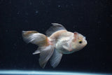 Thai Oranda  Panda 4 Inch (ID#0110T2c-53) Free2Day SHIPPING