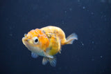 Baby Ranchu  Calico 2.5 Inch (ID#816R13c-73) Free2Day SHIPPING