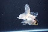 Baby Thai Oranda  Panda 3 Inch (ID#1029ToPTA-40) Free2Day SHIPPING