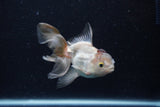 Thai Oranda  Panda 4 Inch (ID#0110T2c-53) Free2Day SHIPPING