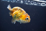 Baby Ranchu  Calico 2.5 Inch (ID#816R13c-73) Free2Day SHIPPING