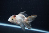 Thai Oranda  Panda 4 Inch (ID#0110T2c-53) Free2Day SHIPPING