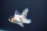 Baby Thai Oranda  Panda 3 Inch (ID#1029ToPTA-40) Free2Day SHIPPING