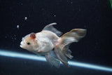 Thai Oranda  Panda 4 Inch (ID#0110T2c-53) Free2Day SHIPPING