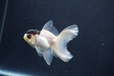 Baby Thai Oranda  Panda 3 Inch (ID#1029ToPTA-40) Free2Day SHIPPING