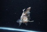 Thai Oranda  Panda 4 Inch (ID#0110T2c-53) Free2Day SHIPPING