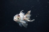 Thai Oranda  Panda 4 Inch (ID#0110T2c-53) Free2Day SHIPPING