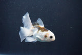 Baby Thai Oranda  Panda 3.5 Inch (ID#1029ToPTA-41) Free2Day SHIPPING