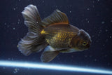 Thai Oranda  Bronze 5 Inch (ID#913R12c-112) Free2Day SHIPPING