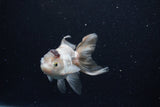 Thai Oranda  Panda 4 Inch (ID#0110T2c-53) Free2Day SHIPPING