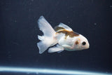 Baby Thai Oranda  Panda 3.5 Inch (ID#1029ToPTA-41) Free2Day SHIPPING