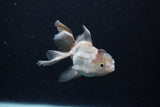 Thai Oranda  Panda 4 Inch (ID#0110T2c-53) Free2Day SHIPPING