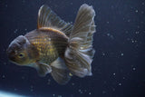 Thai Oranda  Bronze 5 Inch (ID#913R12c-112) Free2Day SHIPPING