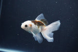 Baby Thai Oranda  Panda 3.5 Inch (ID#1029ToPTA-41) Free2Day SHIPPING