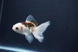 Baby Thai Oranda  Panda 3.5 Inch (ID#1029ToPTA-41) Free2Day SHIPPING