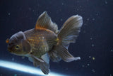 Thai Oranda  Bronze 5 Inch (ID#913R12c-112) Free2Day SHIPPING