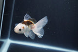 Baby Thai Oranda  Panda 3.5 Inch (ID#1029ToPTA-41) Free2Day SHIPPING