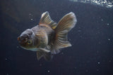 Thai Oranda  Bronze 5 Inch (ID#913R12c-112) Free2Day SHIPPING