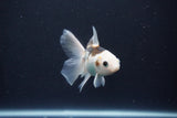 Baby Thai Oranda  Panda 3.5 Inch (ID#1029ToPTA-41) Free2Day SHIPPING