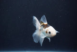 Baby Thai Oranda  Panda 3.5 Inch (ID#1029ToPTA-41) Free2Day SHIPPING