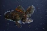 Thai Oranda  Bronze 5 Inch (ID#913R12c-112) Free2Day SHIPPING