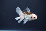 Baby Thai Oranda  Panda 3.5 Inch (ID#1029ToPTA-41) Free2Day SHIPPING