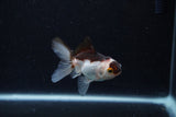 Thai Oranda  Panda 3 Inch (ID#0113T2c-45) Free2Day SHIPPING