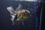 Thai Oranda  Bronze 5 Inch (ID#913R12c-112) Free2Day SHIPPING