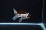 Thai Oranda  Panda 3 Inch (ID#0113T2c-45) Free2Day SHIPPING