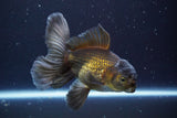 Thai Oranda  Bronze 5 Inch (ID#913R12c-112) Free2Day SHIPPING