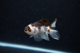 Thai Oranda  Panda 3 Inch (ID#0113T2c-45) Free2Day SHIPPING