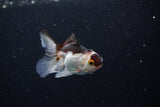 Thai Oranda  Panda 3 Inch (ID#0113T2c-45) Free2Day SHIPPING