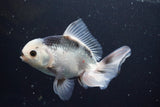 Thai Oranda  Panda 5 Inch (ID#917R12c-109) Free2Day SHIPPING