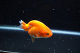 Juvenile Ranchu  Red White 3 Inch (ID#325R9b-56) Free2Day SHIPPING