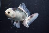 Thai Oranda  Panda 5 Inch (ID#917R12c-109) Free2Day SHIPPING