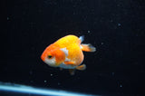 Juvenile Ranchu  Red White 3 Inch (ID#325R9b-56) Free2Day SHIPPING