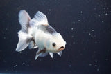 Thai Oranda  Panda 5 Inch (ID#917R12c-109) Free2Day SHIPPING