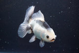 Thai Oranda  Panda 5 Inch (ID#917R12c-109) Free2Day SHIPPING