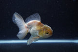 Thai Oranda  Panda 4 Inch (ID#0113T2c-46) Free2Day SHIPPING