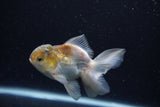 Thai Oranda  Panda 4 Inch (ID#0113T2c-46) Free2Day SHIPPING