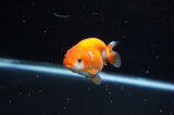 Juvenile Ranchu  Red White 3 Inch (ID#325R9b-56) Free2Day SHIPPING