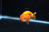 Juvenile Ranchu  Red White 3 Inch (ID#325R9b-56) Free2Day SHIPPING