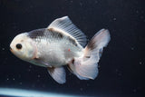 Thai Oranda  Panda 5 Inch (ID#917R12c-109) Free2Day SHIPPING