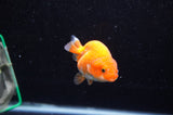 Juvenile Ranchu  Red White 3 Inch (ID#325R9b-56) Free2Day SHIPPING