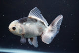 Thai Oranda  Panda 5 Inch (ID#917R12c-109) Free2Day SHIPPING